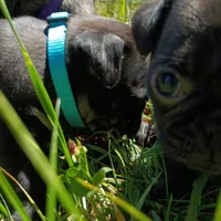 Angel, a female Pug for sale in Lexington, NC – 2 of 4