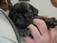 Talbot Brindle, a male Pug for sale in Lexington, NC – 2 of 4