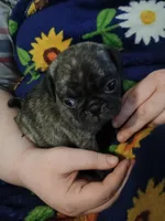 Miles CKC, a male Pug for sale in Lexington, NC – Photo 2 of 4