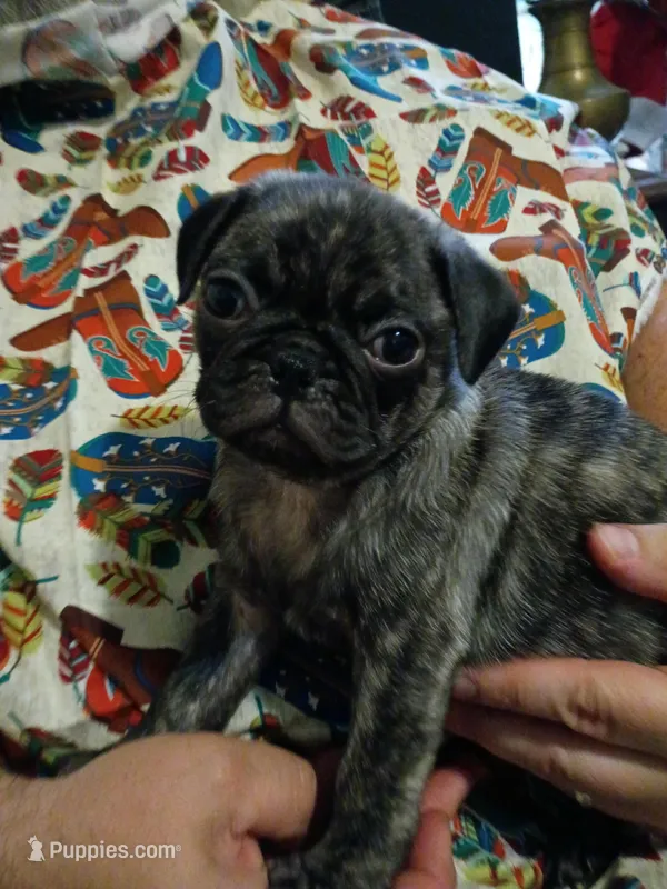 Davis Brindle  – Pug puppy for sale in Lexington, NC