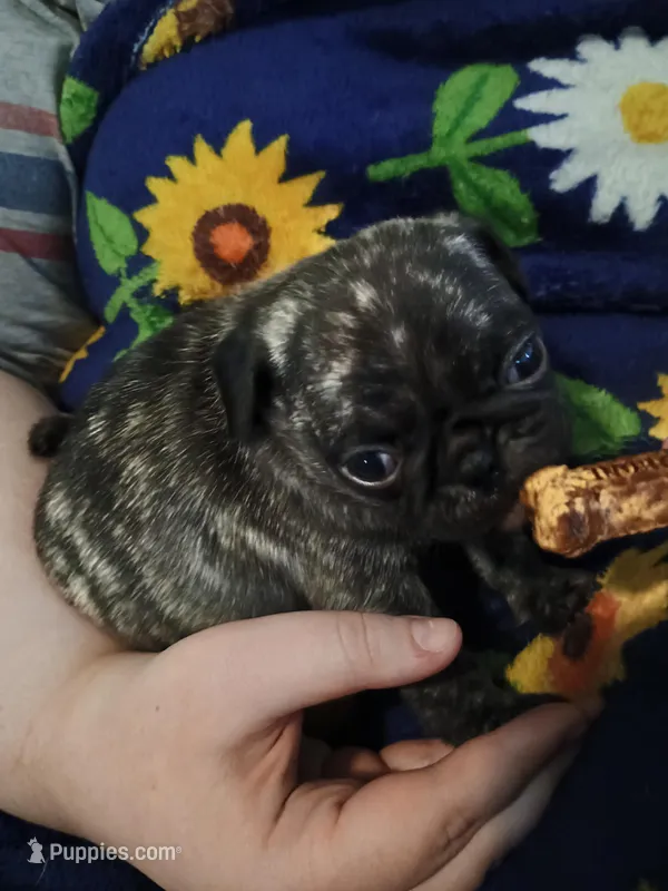 Miles CKC – Pug puppy for sale in Lexington, NC