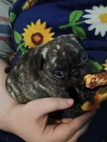 Miles CKC, a male Pug for sale in Lexington, NC – Photo 1 of 4