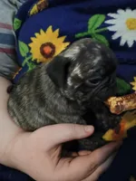 Miles CKC, a male Pug for sale in Lexington, NC – Photo 3 of 4