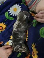 Miles CKC, a male Pug for sale in Lexington, NC – Photo 4 of 4