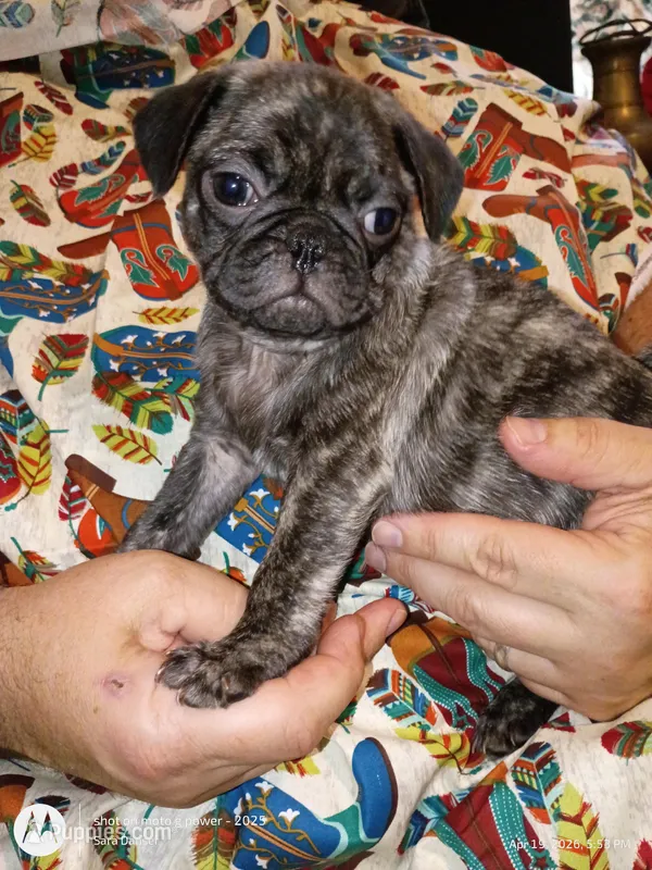 Davis Brindle  – Pug puppy for sale in Lexington, NC