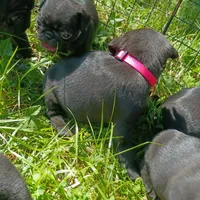 Bonnie , a female Pug for sale in Lexington, NC – 4 of 4