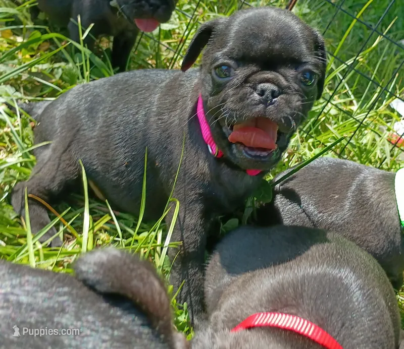 Bonnie  – Pug puppy for sale in Lexington, NC