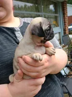 Bella CKC , a female Pug for sale in Lexington, NC – 3 of 4