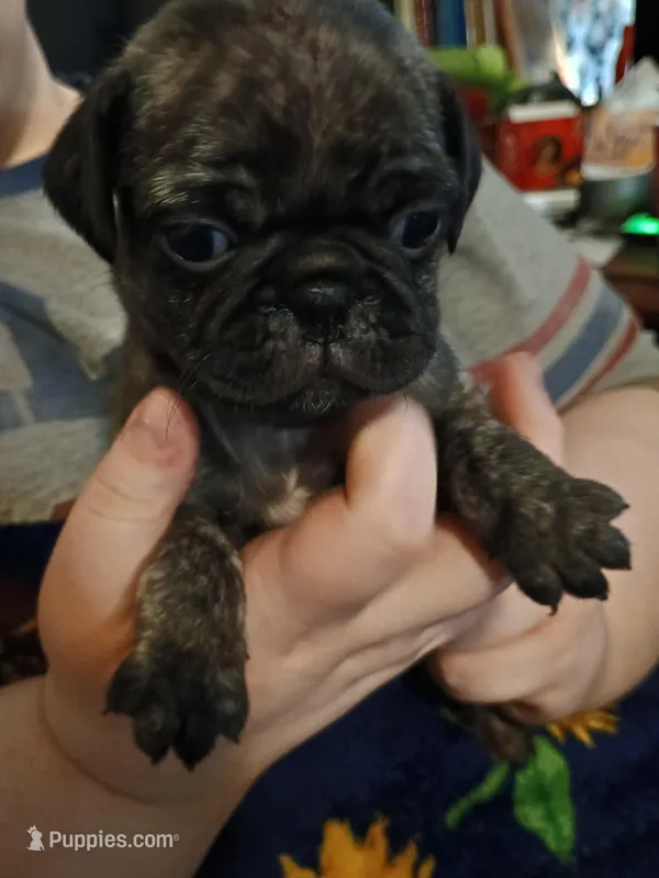 Leo CKC – Pug puppy for sale in Lexington, NC