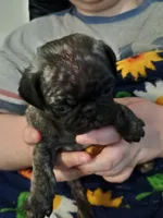 Davis CKC, a male Pug for sale in Lexington, NC – Photo 2 of 5