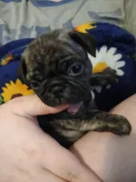 Davis CKC, a male Pug for sale in Lexington, NC – Photo 1 of 5