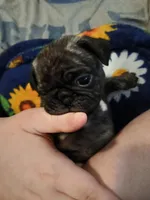 Davis CKC, a male Pug for sale in Lexington, NC – Photo 3 of 5