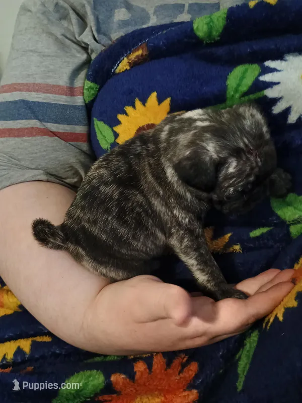 Miles Brindle  – Pug puppy for sale in Lexington, NC