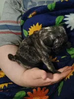 Davis CKC, a male Pug for sale in Lexington, NC – Photo 5 of 5