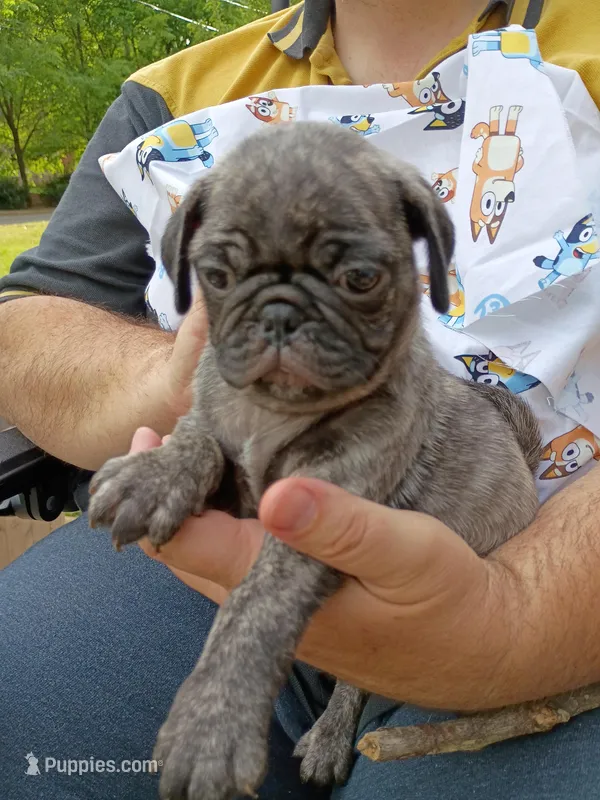 Miles Brindle  – Pug puppy on hold in Lexington, NC