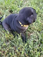 POPS CKC, a male Pug for sale in Lexington, NC – 5 of 5