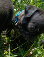 Celine CKC, a female Pug for sale in Lexington, NC – 4 of 4