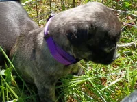Talbot Brindle, a male Pug for sale in Lexington, NC – 3 of 4