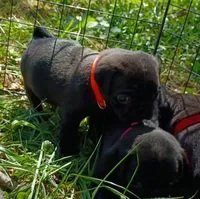 Bub , a male Pug for sale in Lexington, NC – 3 of 3