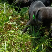 POP CKC, a male Pug for sale in Lexington, NC – 2 of 4
