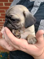 Bella CKC , a female Pug for sale in Lexington, NC – 4 of 4