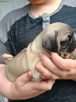 Todd, a male Pug for sale in Lexington, NC – 3 of 4