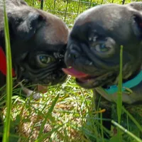 Angel, a female Pug for sale in Lexington, NC – 3 of 4