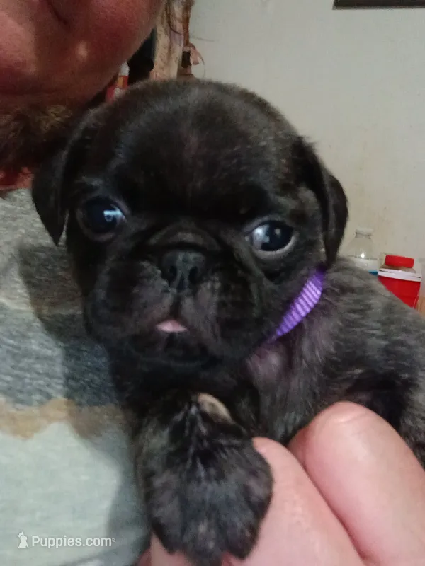 Talbot Brindle – Pug puppy for sale in Lexington, NC