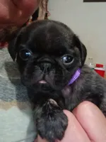 Talbot Brindle, a male Pug for sale in Lexington, NC – 1 of 4