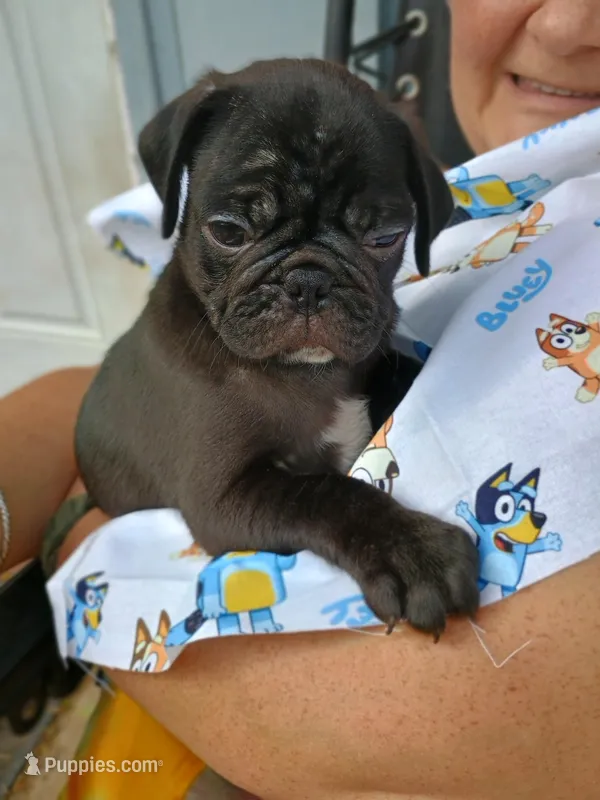 Duke CKC – Pug puppy for sale in Lexington, NC