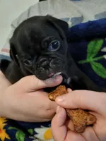 Duke CKC, a male Pug for sale in Lexington, NC – Photo 3 of 4