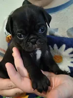 Duke CKC, a male Pug for sale in Lexington, NC – Photo 4 of 4