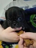 Duke CKC, a male Pug for sale in Lexington, NC – Photo 2 of 4