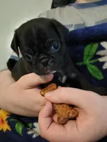 Duke CKC, a male Pug for sale in Lexington, NC – Photo 1 of 4