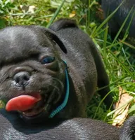 Celine CKC, a female Pug for sale in Lexington, NC – 3 of 4