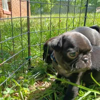 Angel, a female Pug for sale in Lexington, NC – 1 of 4
