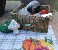 Ethan CKC, a male Pug for sale in Lexington, NC – 4 of 6