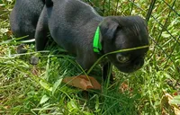 Christopher CKC, a male Pug for sale in Lexington, NC – 3 of 4