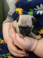 Nina CKC, a female Pug for sale in Lexington, NC – Photo 4 of 5