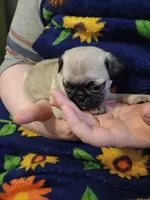 Nina CKC, a female Pug for sale in Lexington, NC – Photo 2 of 5