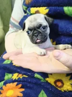 Nina CKC, a female Pug for sale in Lexington, NC – Photo 5 of 5