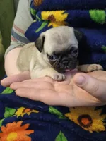 Nina CKC, a female Pug for sale in Lexington, NC – Photo 3 of 5