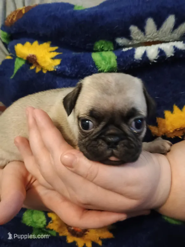 Nina CKC – Pug puppy for sale in Lexington, NC