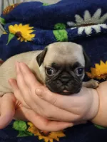Nina CKC, a female Pug for sale in Lexington, NC – Photo 1 of 5
