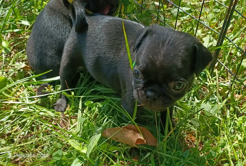 Christopher CKC – Pug puppy for sale in Lexington, NC