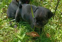 Christopher CKC, a male Pug for sale in Lexington, NC – 1 of 4