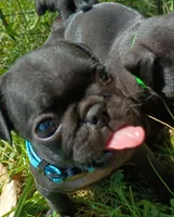 Celine CKC, a female Pug for sale in Lexington, NC – 2 of 4