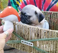 Ethan CKC, a male Pug for sale in Lexington, NC – 2 of 6