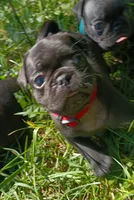 Benny CKC, a male Pug for sale in Lexington, NC – 3 of 4