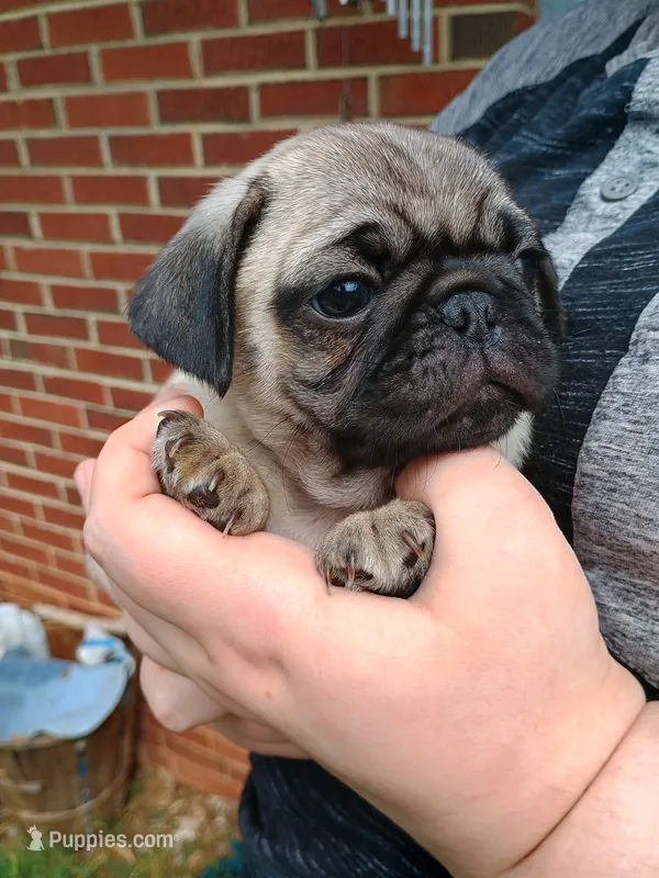 Todd CKC – Pug puppy for sale in Lexington, NC